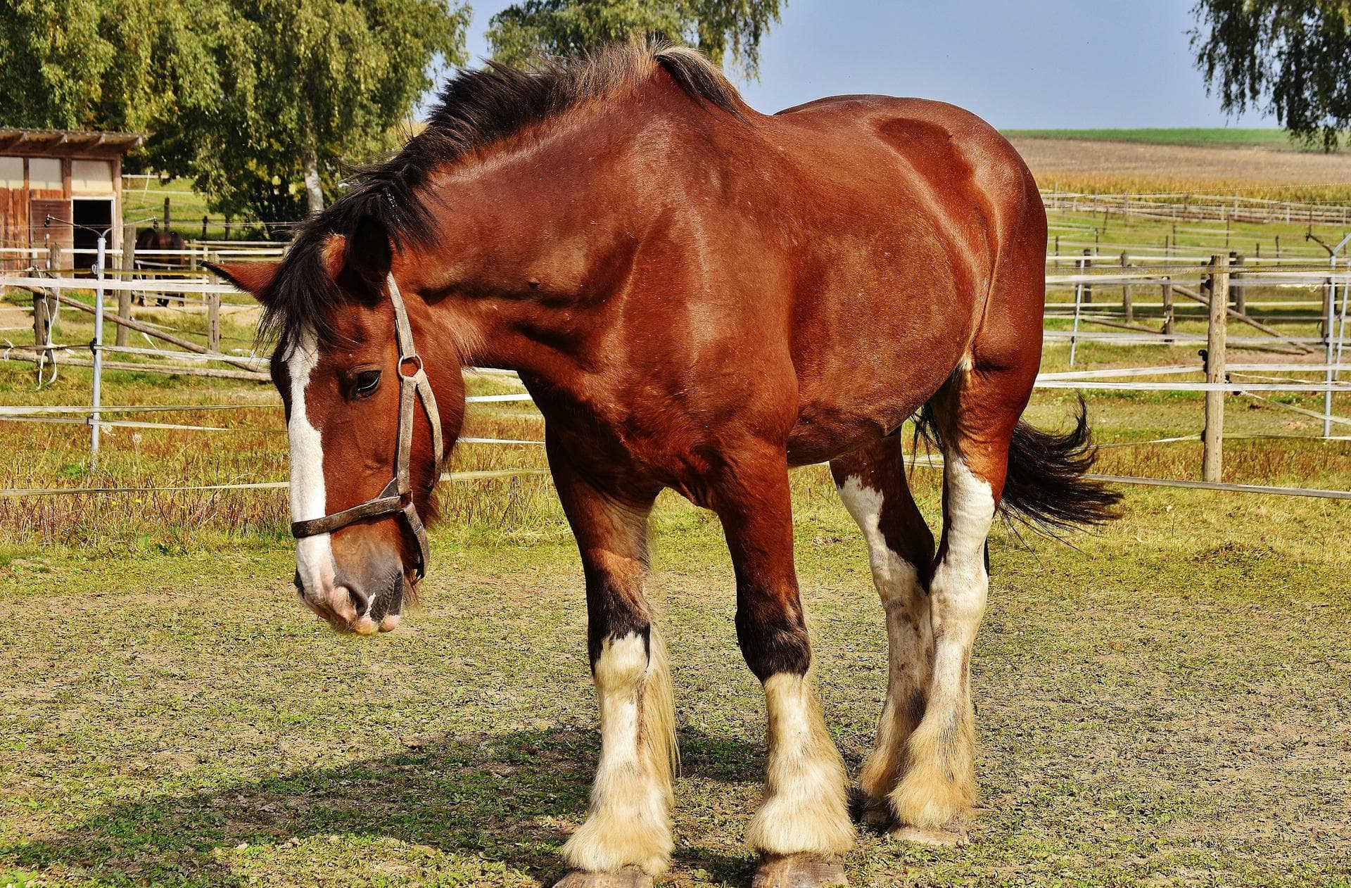 Farm & Large-Animal Vets near Tacoma